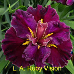 Louisiana Iris Ruby Vision