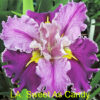 Louisiana Iris Sweet As Candy