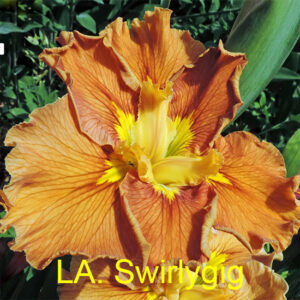 Louisiana Iris Swirlygig