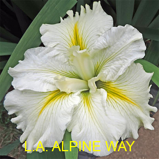 Louisiana Iris Alpine Way white
