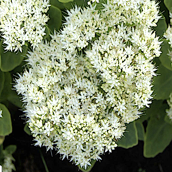 white Sedum flower heads
