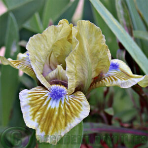 Dwarf Bearded Iris Pokemon