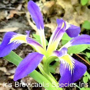 Iris Brevicaulis Species Iris