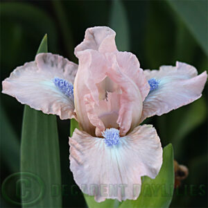 Dwarf Bearded Iris Cimbalino pink lavender beards