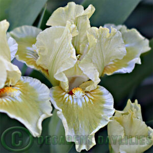 Dwarf Bearded Iris Dedicated