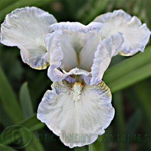 Dwarf Bearded Iris Fairy Footsteps