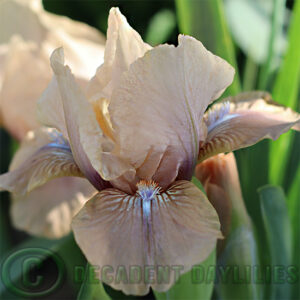 Dwarf Bearded Iris Kandi Moon