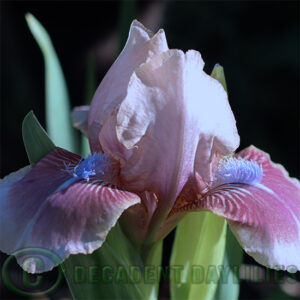 Dwarf Bearded Iris Melodic