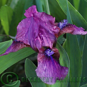 Dwarf Bearded Iris Moon Sundae