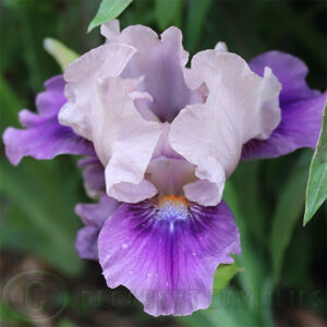 Dwarf Bearded Iris Pause