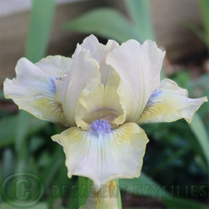 Dwarf Bearded Iris Smooth As