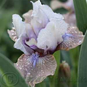 Dwarf Bearded Iris Wanderer