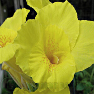 Canna Burbank