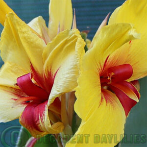 Canna Lily Frau Gattenburg yellow & red