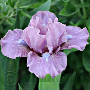 Dwarf Bearded Iris Cherry Blush