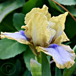 Dwarf Bearded Iris Hex