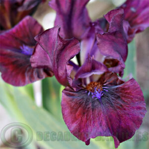 Dwarf Bearded Iris Wee Stroll