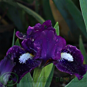 Dwarf Bearded Iris Wish Upon A Star