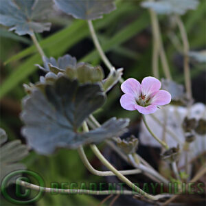 Geranium Seaspray