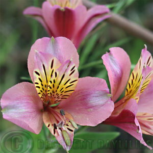 Tall Pink Alstroemeria Regina