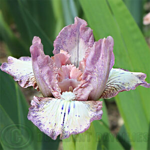 Dwarf Bearded Iris Chimu