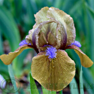 Dwarf Bearded Iris Gingerbread Man