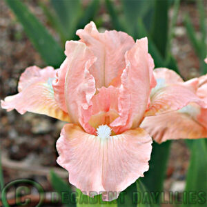 Dwarf Bearded Iris Graciano