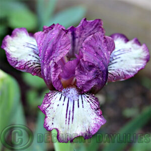 Dwarf Bearded Iris Razoo