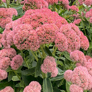 Sedum Autumn Joy