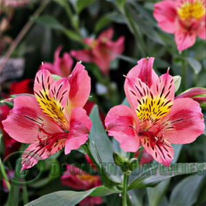 Tall Alstroemeria Appel Bloesem