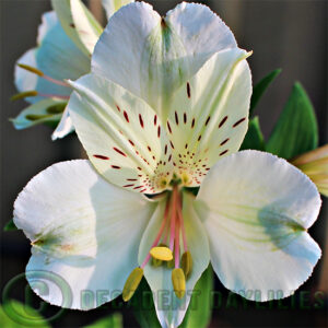 Tall Alstroemeria Peppermint