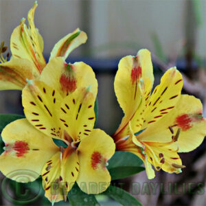 Alstroemeria Bali