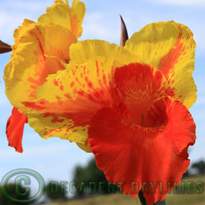 Canna Cattleya Flower