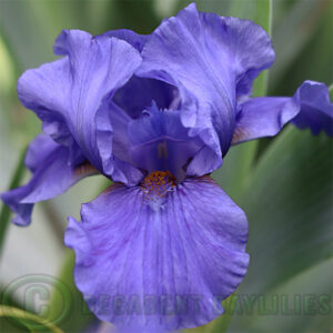 Dwarf Bearded Iris Aqua Taj