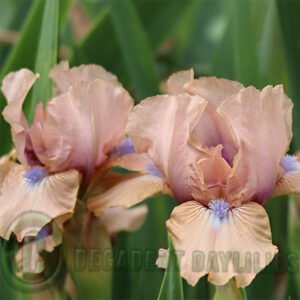Dwarf Bearded Iris Chanted 2 flowers