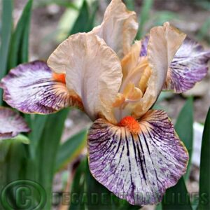 Dwarf Bearded Iris Extraterrestrial