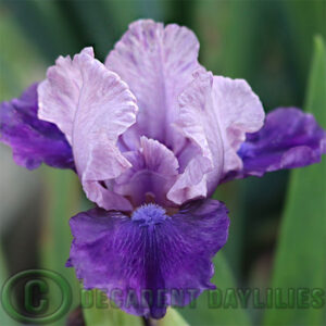 Dwarf Bearded Iris Joking