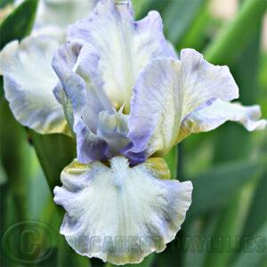 Dwarf Bearded Iris Le Flirt