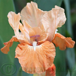 Dwarf Bearded Iris Scion