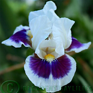 Dwarf Bearded Iris Stop And Stare