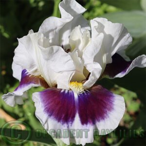 Dwarf Bearded Iris Stop And Stare