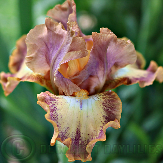 Median Bearded Iris Backchat
