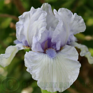 Median Bearded Iris Blue Flirt