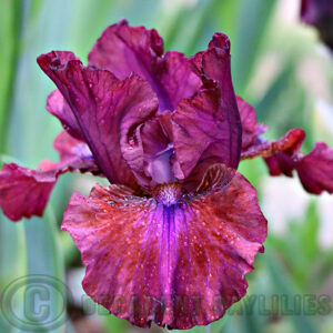 Median Bearded Iris Bounce