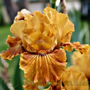 Median Bearded Iris Brassy Little Beauty