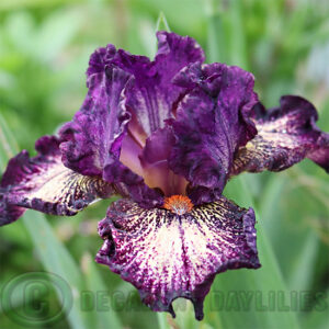 Median Bearded Iris Devils Playground