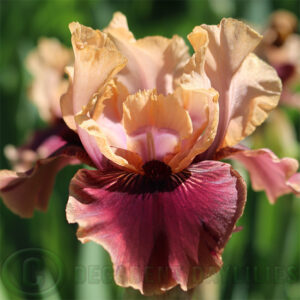 Median Bearded Iris Dramatico