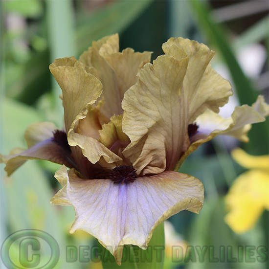 Median Bearded Iris Glances