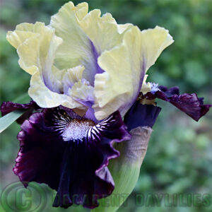 Median Bearded Iris Im Wicked