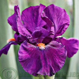 Median Bearded Iris In A Flash